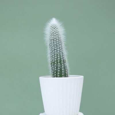 Cleistocactus Strausii